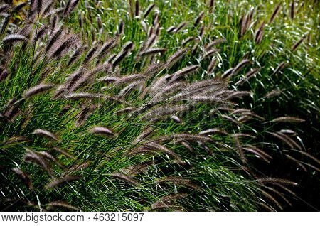Flowerbed With Ornamental Grasses Dry Leaves In The Autumn Sun Shines Yellow Bunches Of Leaves. In T