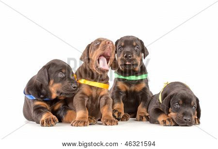 Gruppo di cuccioli di Dobermann