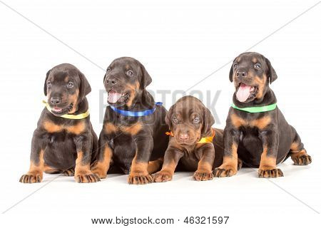 Gruppo di cuccioli di Dobermann