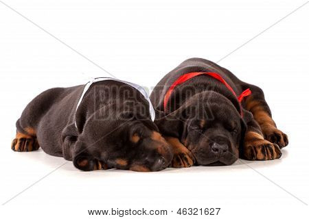 Dormire Dobermann cuccioli