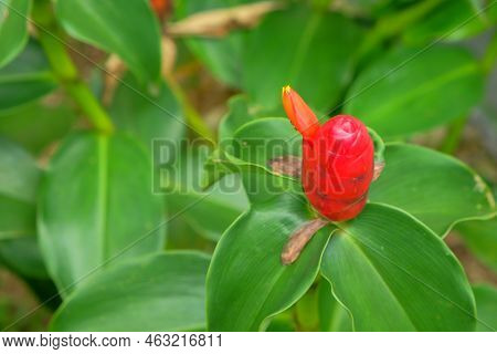 The Pacing Pentul Plant (costus Speciosus) Is A Medicinal Plant Belonging To The Discovery Tribe.