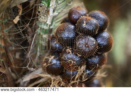 Salak Pondoh. Snakefruit In Selective Focus. (salacca Zalacca Gaertner Voss).