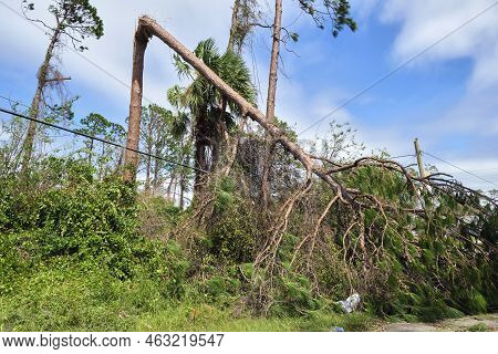 Fallen Down Big Tree On Power And Communication Lines After Hurricane Ian In Florida. Consequences O