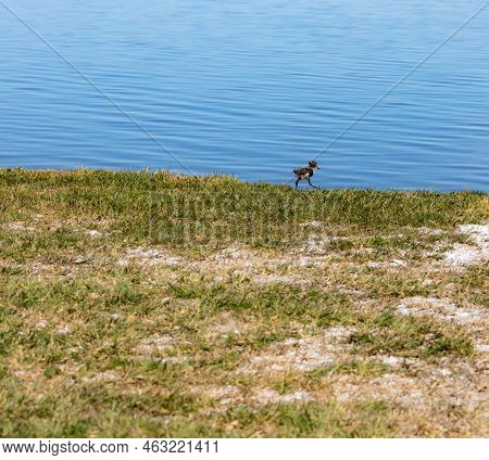 Small Offspring Of The Bird Called Tero In Argentina. Animal With Long Legs And Gray Feathers.