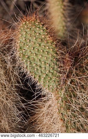 White Densely Overlapping Curved Spines Of Opuntia Polyacantha Variety Erinacea, Cactaceae, Native I