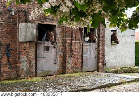 Denderwindeke, Ninove, East Flemish Region - Belgium - 07 14 2021 Stable With Brown Horses