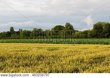 Agriculture Fields, Trees And Green Lawns At The Flemish Countryside , Denderwindeke, Ninove, Flande