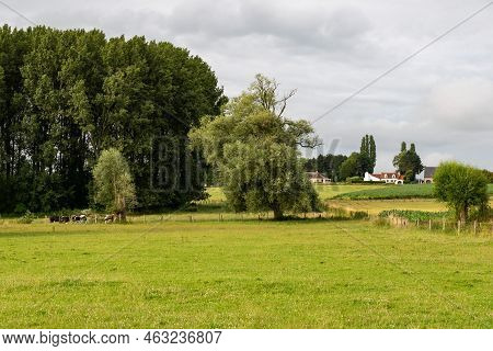 Agriculture Fields, Trees And Green Lawns At The Flemish Countryside , Denderwindeke, Ninove, Flande