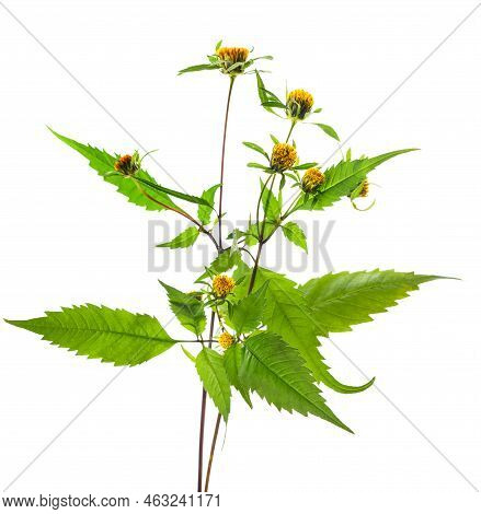 Devil's Beggarticks Plant With Flowers Isolated On White Background