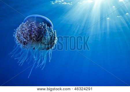 Kalafior meduzy, cephea Cephea, niebieski ocean