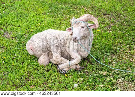 Sacrificial Ram Lies On The Green Grass. Sacrificial Animal For Sacrifice Feast