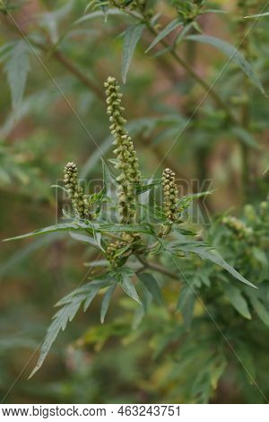 Ragweed Blooming Bushes. Ambrosia Artemisiifolia Dangerous Allergenic Plant Which Causing Strong All
