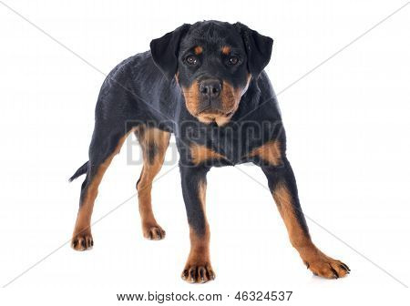 ロットワイラー