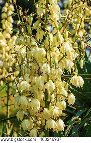 Yucca Is A Filiform, Blooming Palm Tree With Many White Flowers. Flowers Of Slovakia, Nitra.