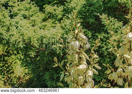Yucca Is A Filiform, Blooming Palm Tree With Many White Flowers In The Dnepropetrovsk Botanical Gard