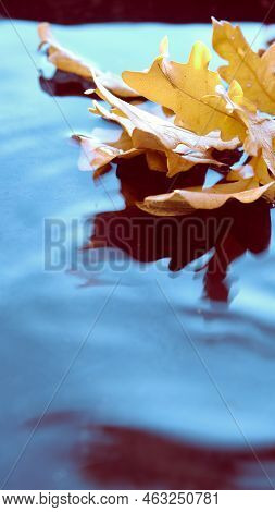 Autumn Leaves In Water With Ripple, Copy-space. Vertical Background For Social Media Stories. Abstra