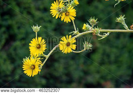 Yellow Flowers Heads Of Silphium Laciniatum Or Compass Plant Growing In Garden
