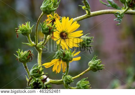 Yellow Flowers Heads Of Silphium Laciniatum Or Compass Plant Growing In Garden