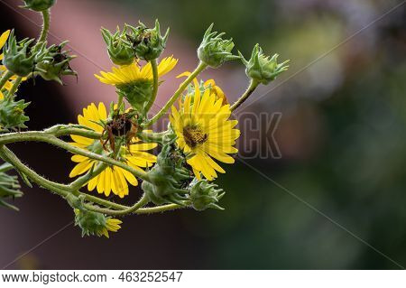 Yellow Flowers Heads Of Silphium Laciniatum Or Compass Plant Growing In Garden