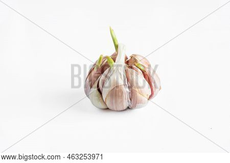 Sprouted Head Of Garlic On White Background. Garlic Bulb Cloves With Green Sprouts.