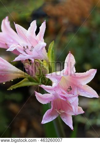 Close Up Of Blooming Pink Crinum Lily.