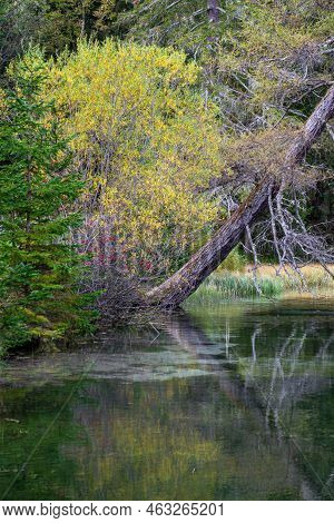 Leaning Spruce Over The Lake Against The Backdrop Of The Alpine Mountains
