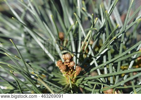 Japanese Umbrella Pine Branch In The Spring