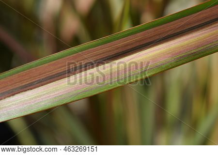 New Zealand Flax Leaf Detail In The Spring