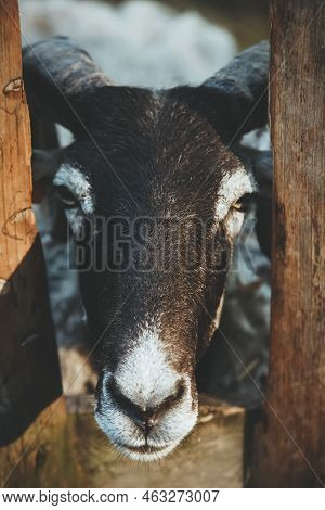 Cattle Farming. Curious Sheep. Natural Household. Beautiful Lamb With Brown And White Coloring Snout