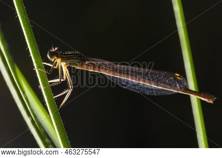 A Blue Featherleg Damselfly, Platycnemis Pennipes, Resting On A Plant, Sunny Day In Summer