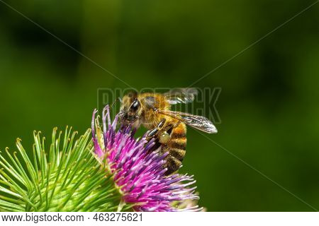 Bee On Lesser Burdock Bud Close-up View With Selective Focus On Foreground