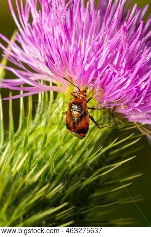 Mirid Bug On Thistle Flower. Summer Sunny Day Natural Environment