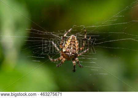 Close-up Of A Female European Garden Cross Spider Araneus Diadematus In The Web