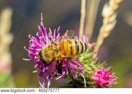 Bee On Lesser Burdock Bud Close-up View With Selective Focus On Foreground