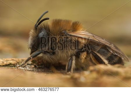 Detailed Closeup On A Female Early Cellophane Bee, Colletes Cuniculariussitting On The Ground