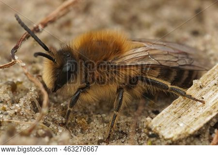 Detailed Closeup On A Male Early Cellophane Bee, Colletes Cuniculariussitting On The Ground