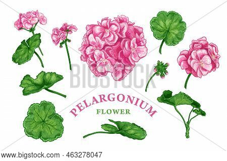 Set Of Hand Drawn Flowers And Leaves Of Pink Pelargonium Or Geranium. Vector Illustration Of Medical
