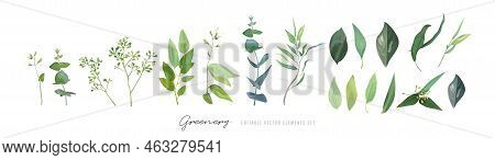 Vector, Watercolor Green Leaves, Seeded Eucalyptus Branches, Jasmine Flowers Twig. Editable Designer