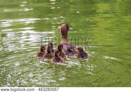 Female Tufted Duck Swims With Her Ducklings In Green Lake