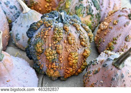 Beautiful 'musquee De Maroque' Pumpkin With Warts