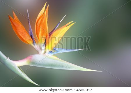 Uccello del paradiso