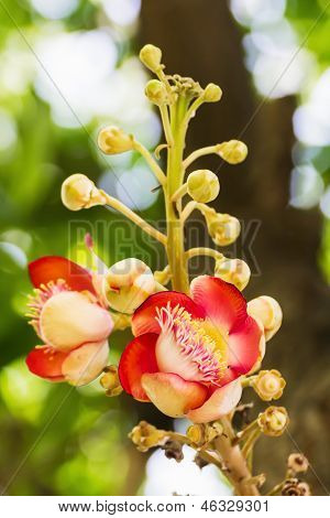 Shorea Robus fiori