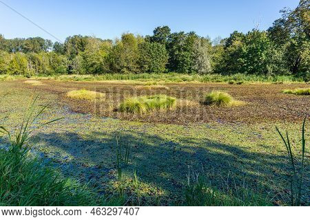 A View Of The Nisqually Wetlands In Washington State. Landscape Photo.
