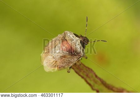 Closeup On An Adult Bronze Colored Woundwort Shieldbug, Eysarcoris Venustissimus Against A Green Bac