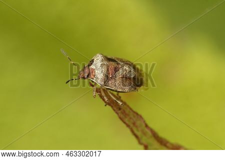 Closeup On An Adult Bronze Colored Woundwort Shieldbug, Eysarcoris Venustissimus Against A Green Bac