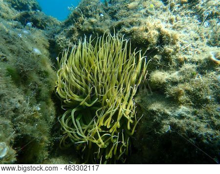 Snakelocks Anemone Or Opelet Anemone (anemonia Viridis) Undersea, Aegean Sea, Greece, Halkidiki