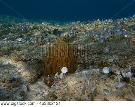 Snakelocks Anemone Or Opelet Anemone (anemonia Viridis) Undersea, Aegean Sea, Greece, Halkidiki