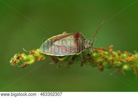 Detailed Colorful Closeup On The Gorse Shieldbug, Piezodorus Lituratus Sitting On Vegetation