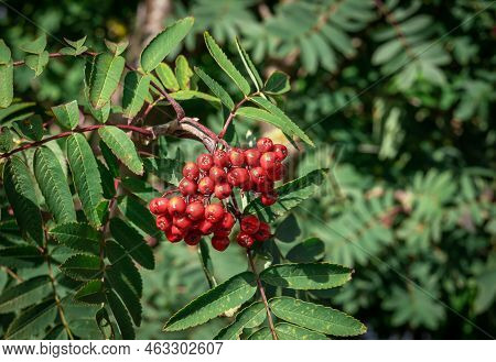 Autumnal Background With Red Fruits Of Rowan Tree.