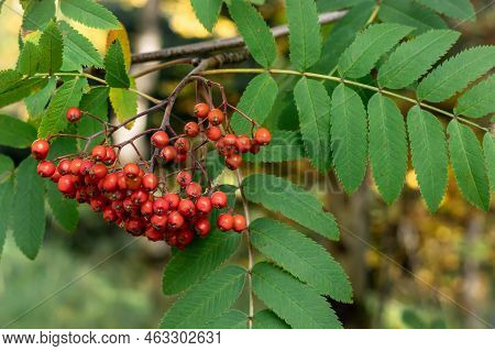 Autumnal Background With Red Fruits Of Rowan Tree.